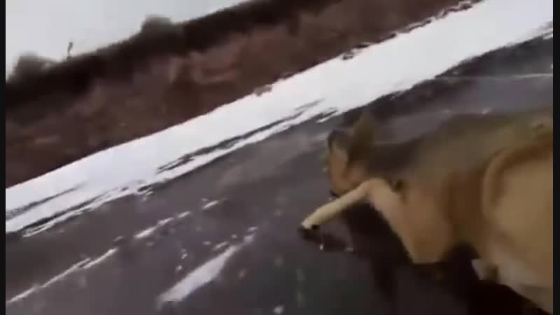 Мужик спас косулю