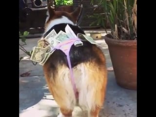 Rich bitch, with the fattest ass