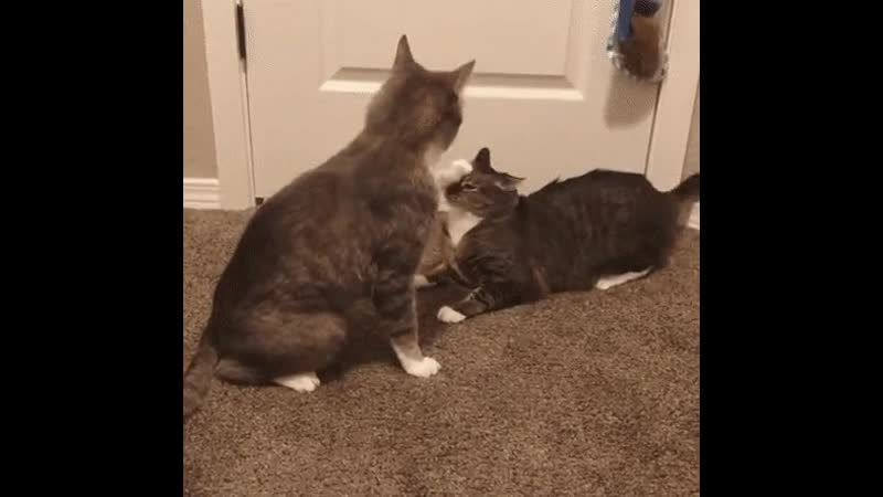 Котэ | гифки | доминируй властвуй унижай