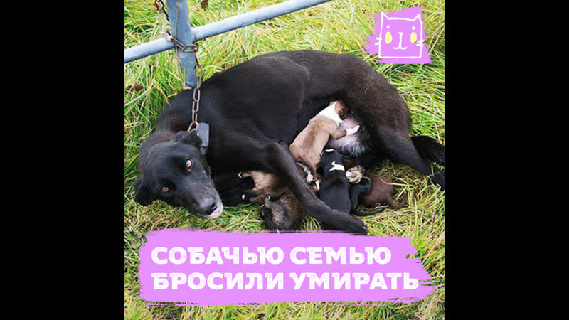Молодые с щенятами бросили умирать