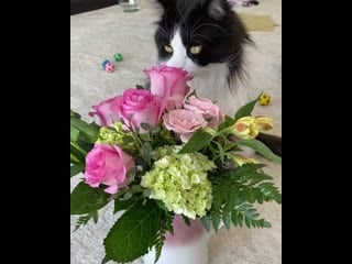 Maine coon kiara she loves flowers ❤️ (no worries i never let her eat them) (yes my house is a mess lol)