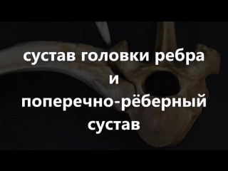 Соединение позвонков, рёбер с позвонками и грудиной, частей грудины