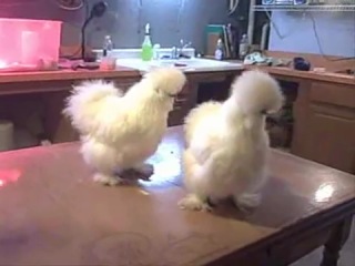 Белые лохматые красавицы