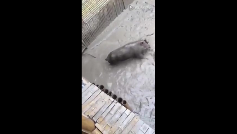 Кабан без клыков и 10 раз убитый питбуль (wild boar with no fangs &amp; 10 times pitbull killed)