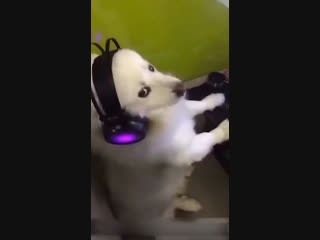 Собачье порно