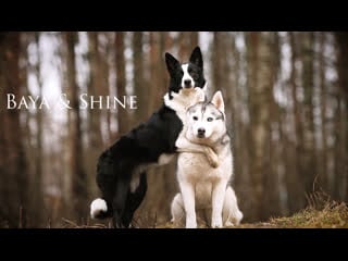 Siberian husky semargl baya & border collie delightful june moone♥