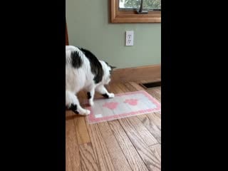 Im surprised it didnt shat on it yeah, we had a cat when i was a porn