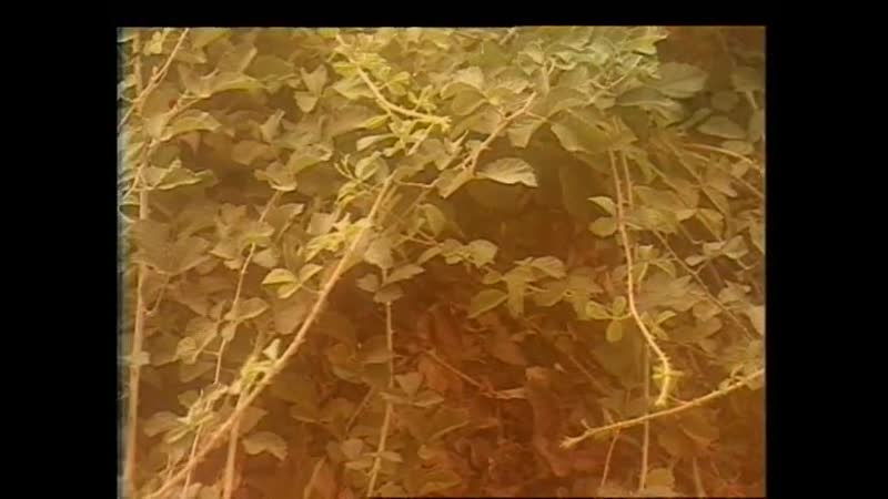 Святыни христианского мира неопалимая купина