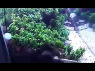 Nana petite anubias aquarium tank