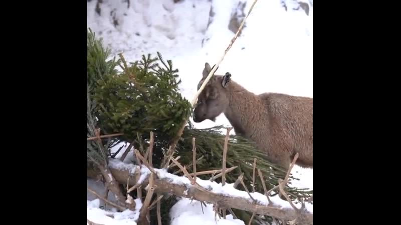В московском зоопарке молодые раздали елки