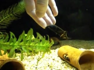 Gnathonemus petersii (нильский слоник)