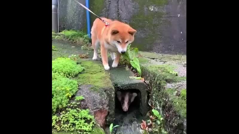 Стеснительный японский барсук