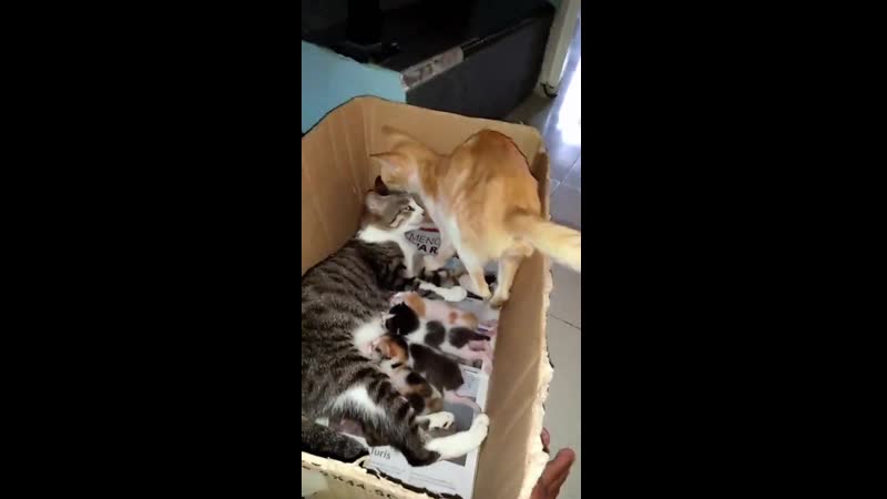 Голодных не должно быть на свете, даже кошкам известно про это