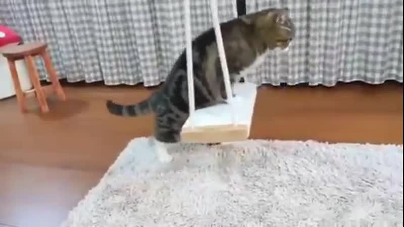 Качелька для котика (vhs video)