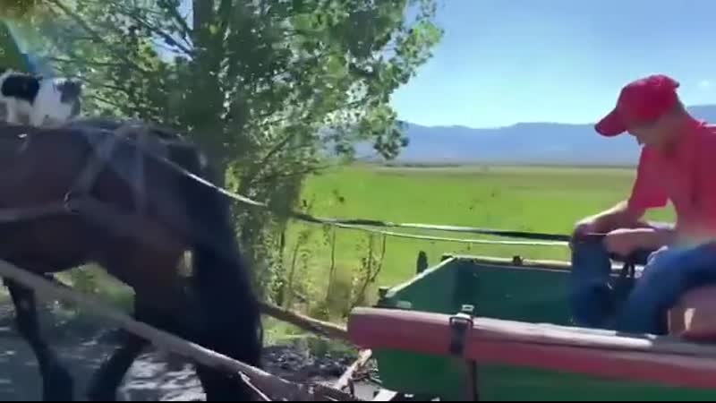 Едем едем в соседнее село