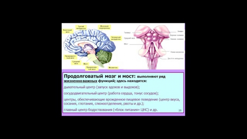 Дубынин вячеслав мозг общие принципы центры потребностей