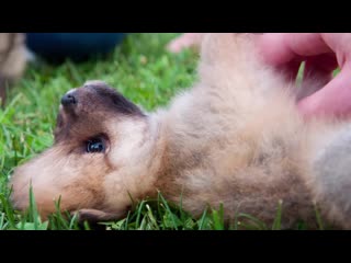 Pure happiness and joy uplifting feel good music with dogs