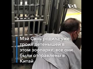 В вашингтоне родилась панда