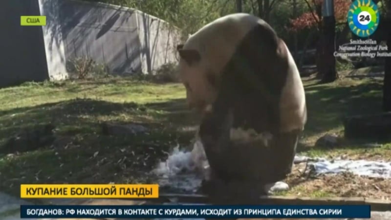 Панда тянь тянь вновь покорила интернет на этот раз пенной ванной