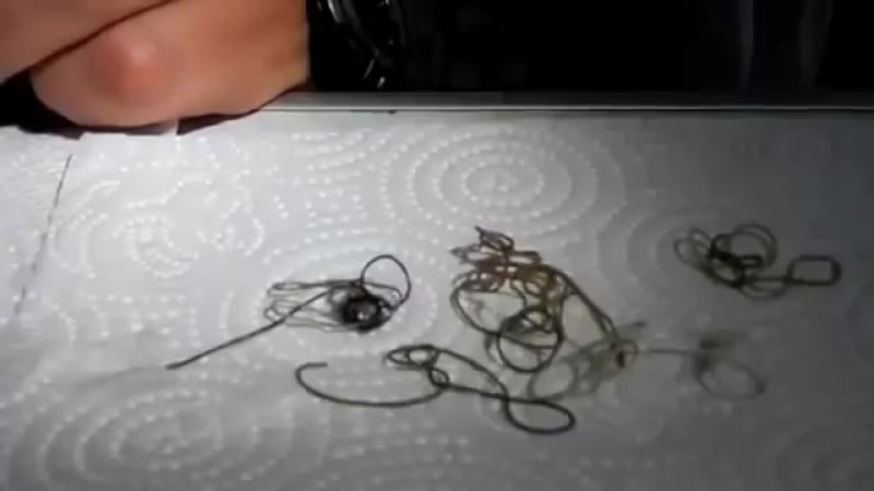 Шок !глисты паразиты живут в кузнечиках !