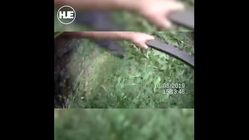 Чешские полицейские 8 часов гонялись за свиньями