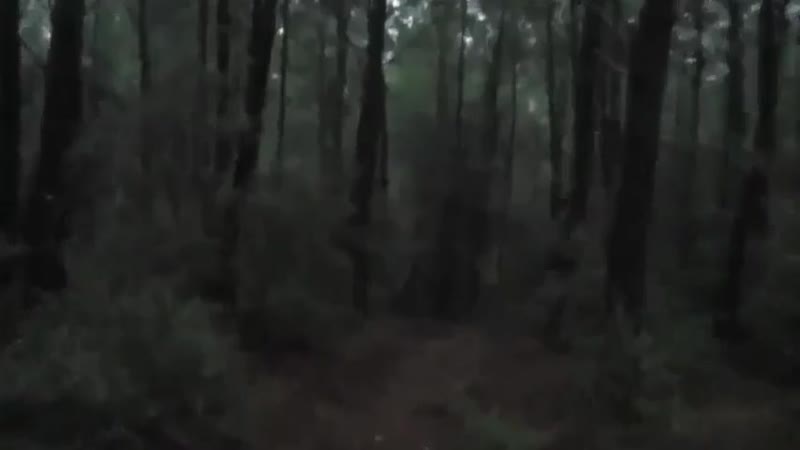 Неведомая хуйня в лесу