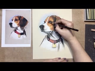 Бигль превью