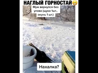 Наглый горностай