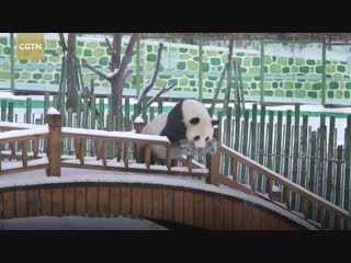 Pandas glimpse first sight of snow in ne china