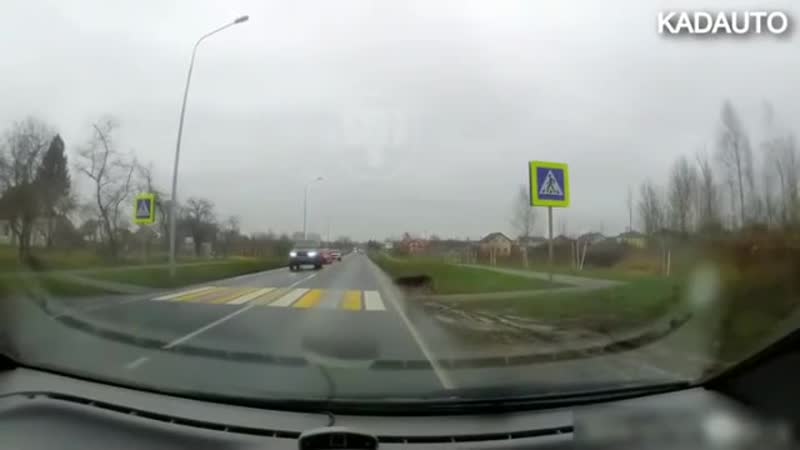 Пёсик пешеход калининградская область