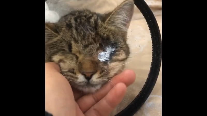 Фасолька