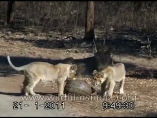 Lions try to chew on an armour plated pangolin india