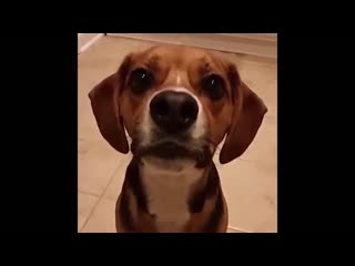 Фаст флоу (vhs video)