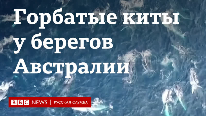 Стая горбатых китов у берегов австралии