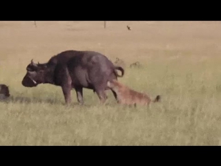 Видео полное боли быка за яйка буйвол львы львицы охота прикол молодые гиены