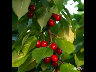 Броши вишенки подружки