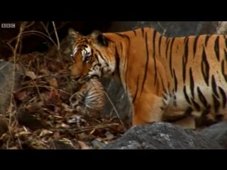 Wild tiger cub for the first time on film david attenborough tiger spy in the jungle bbc