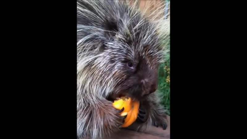Дикобраз громко кушает тыкву