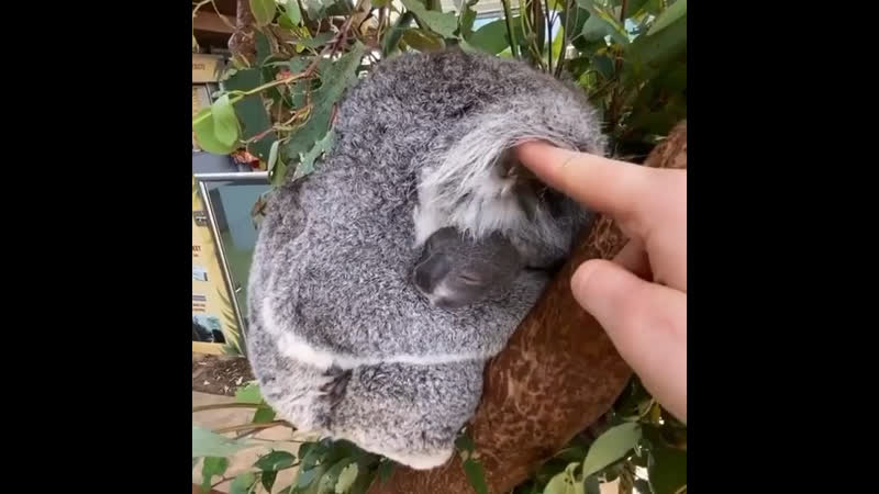 Мама коала не отпускает малыша, даже когда спит!