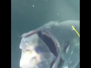 Tarpon engulfing another fish