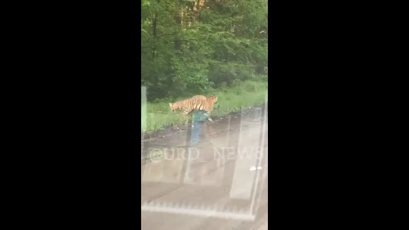 Такие красавцы сегодня вышли на трассу в партизанском районе приморья