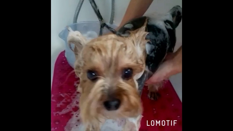 Пино 18 лет, а выглядит как мальчик 😜 грумер елена коновалова ✂️