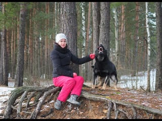 Тренинг молодые питомника "fon argus haus" в кинологическом центре bestial natur