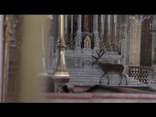 A deer wanders quietly in a church in france