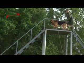 Тренироа белорусских кинологов от первого лица