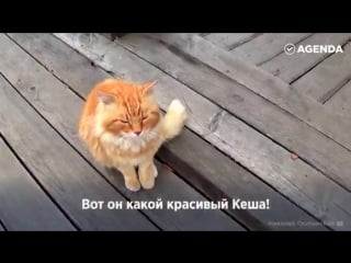 История кота кеши легендарного смотрителя острова кижи