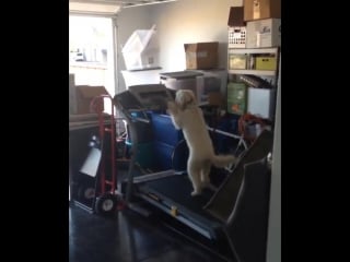 Pupper on a treadmill