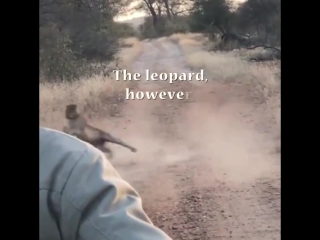 Impalas flee from leopard porn