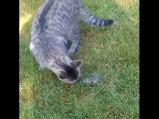 Где то они храбрые (vhs video)