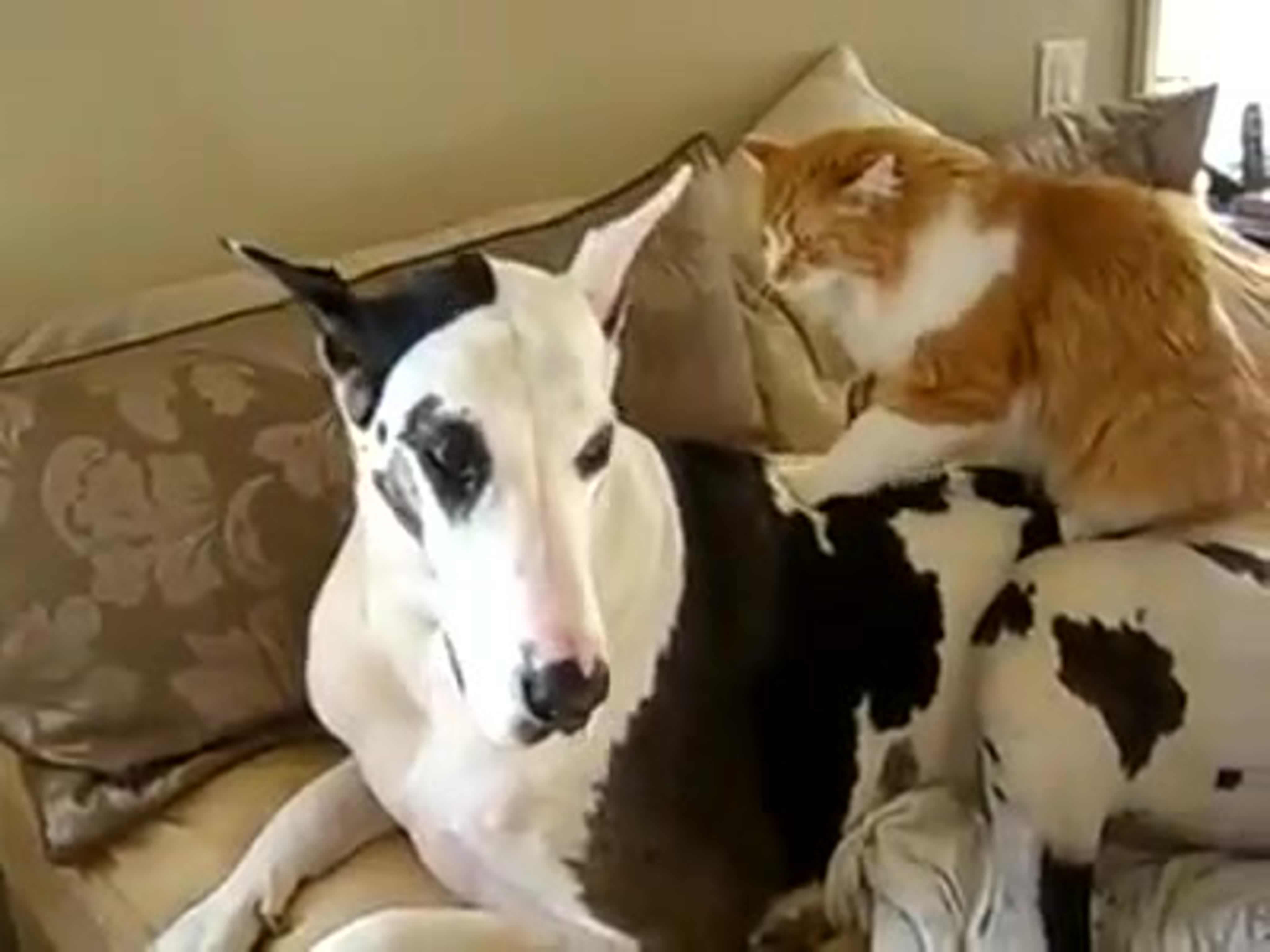 секс с догом Немецкий дог наслаждается расслабляющим массажем от котейки watch online